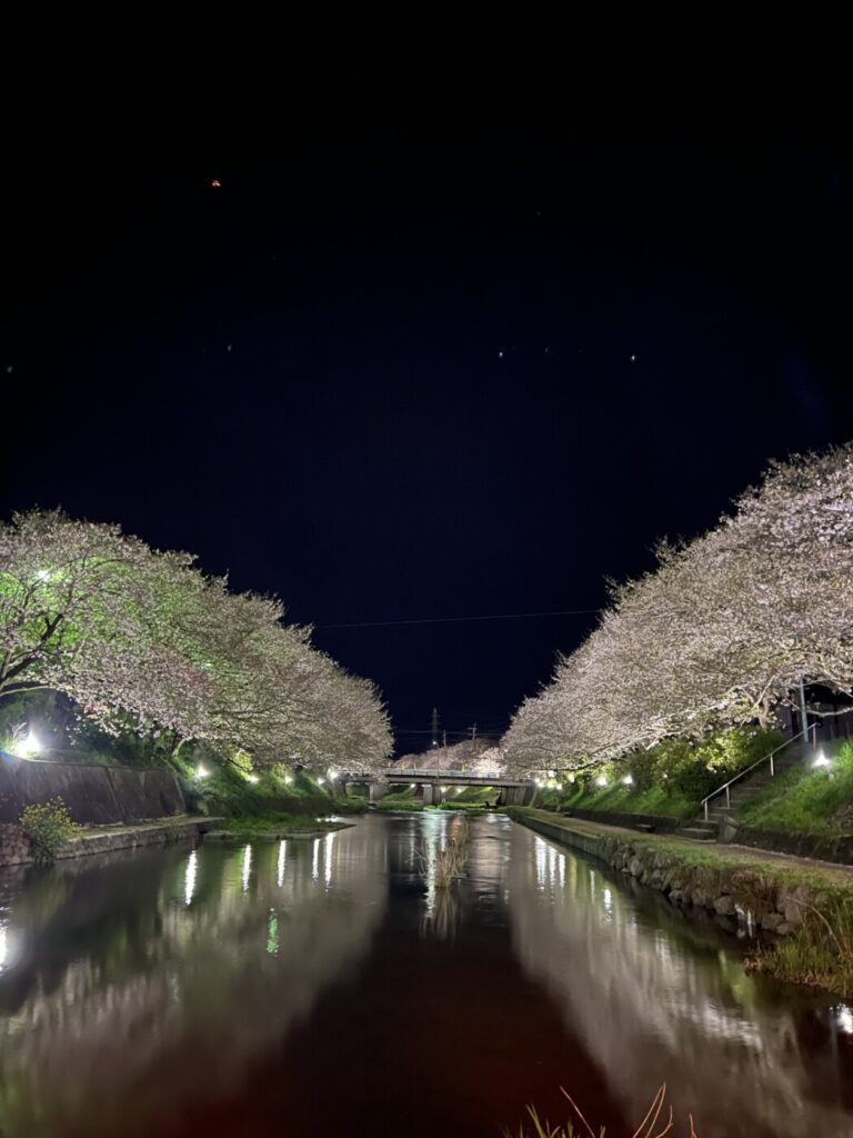 きみの桜